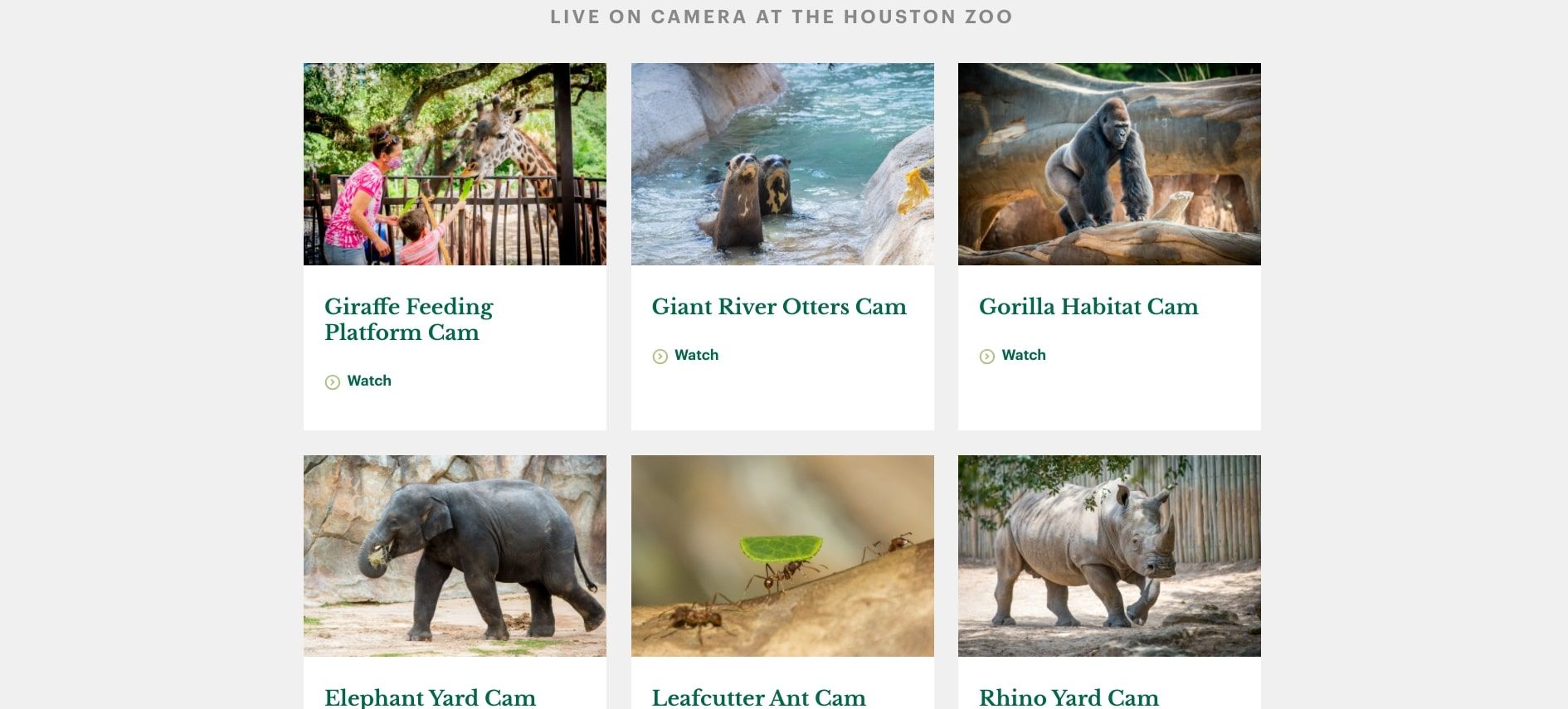 houston zoo website screenshot