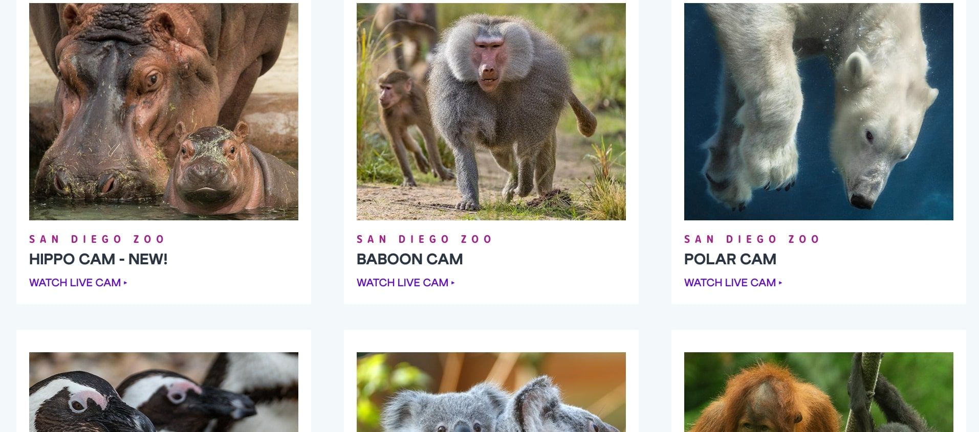 san diego zoo website screenshot