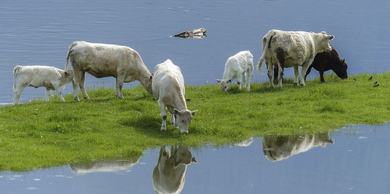 Herd of cattle grazing on a land surrounded by water