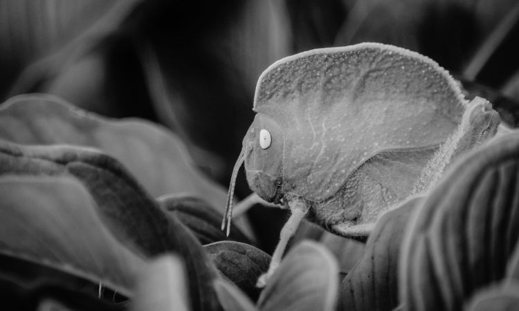 bug on a leaf in black and white