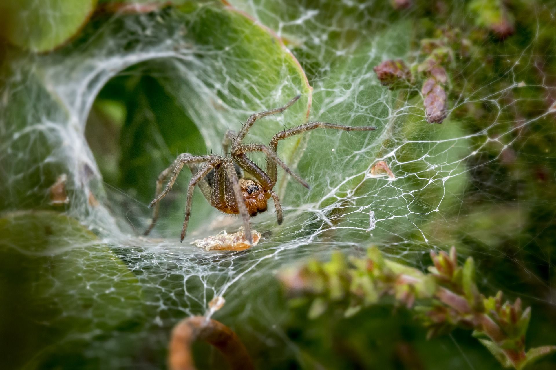 funnel web spider 4865535 1920 - Che cos’è un web crawler/ragno e come funziona?