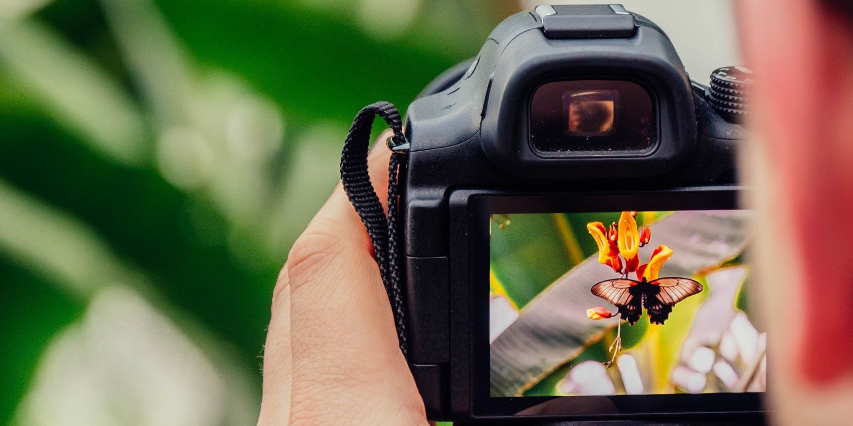 A person taking a picture of a butterfly