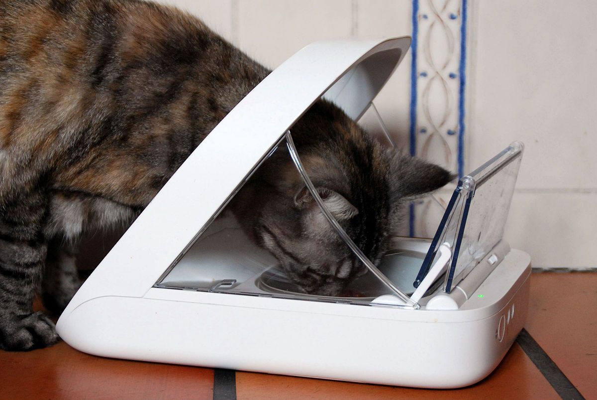 cat eating from a pet feeder