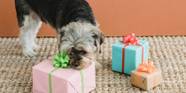 The 8 Best Subscription Boxes For Your Dog