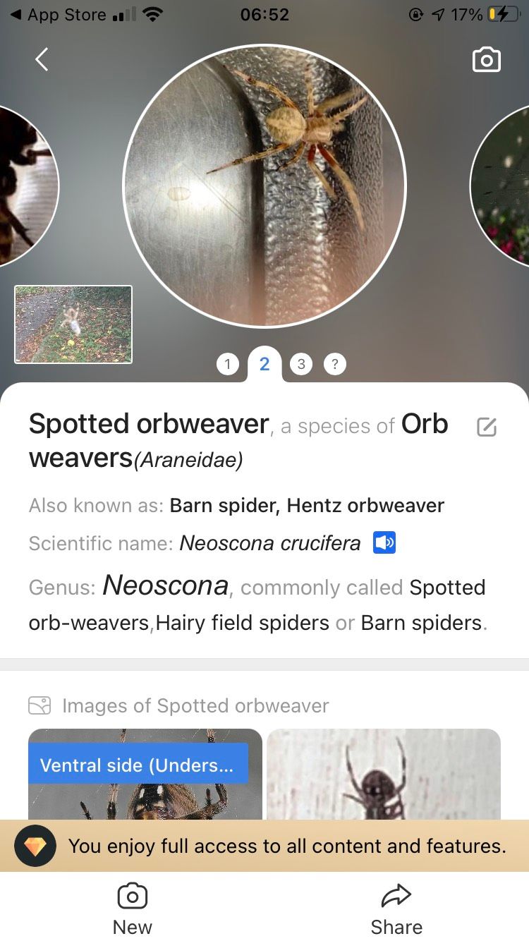 An image of a Spotted Orbweaver along with species names on the app Picture Insect.