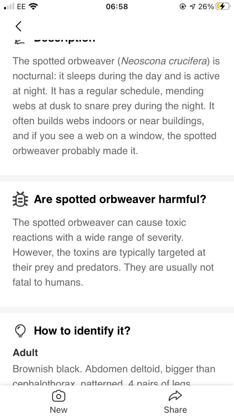 Bodies of text discussing the Spotted Orbweaver on the app Picture Insect.
