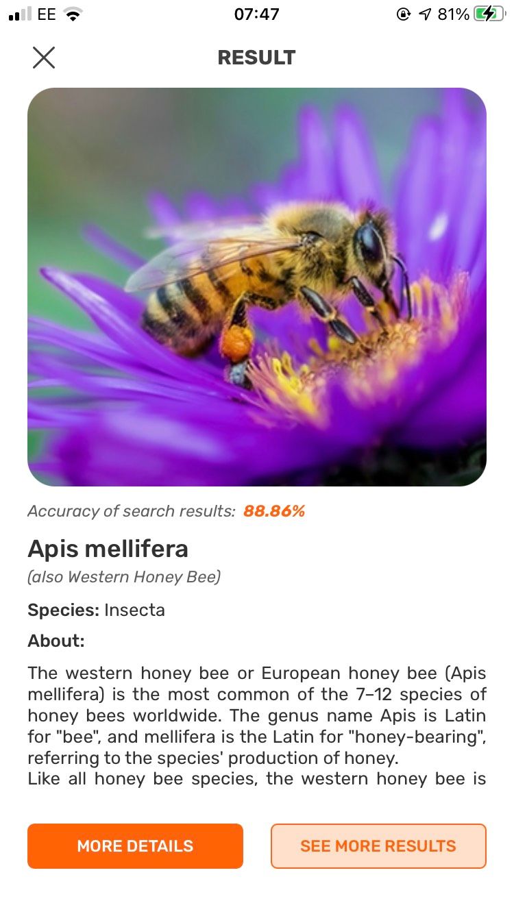 An image of the Western Honey Bee, along with species name and accuracy of image from the Insect ID: Bug Identifier app.