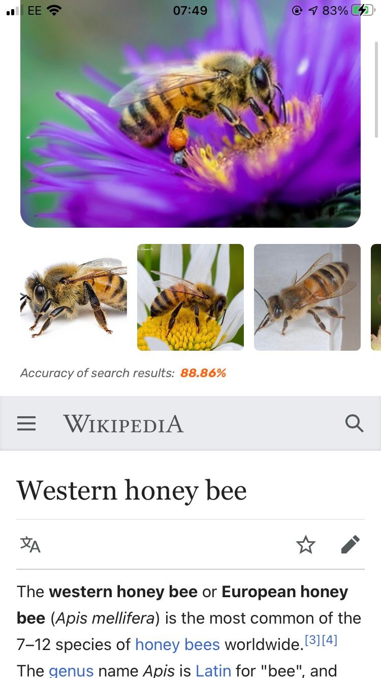 Screenshot of the ID Insect app, showing a picture of the Western Honey Bee and the beginning of its Wikipedia entry.