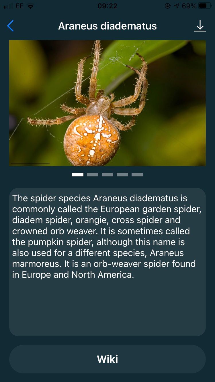 A photo and description of the Araenus Diadematus insect on the Bug Identifier Insect by Photo app.