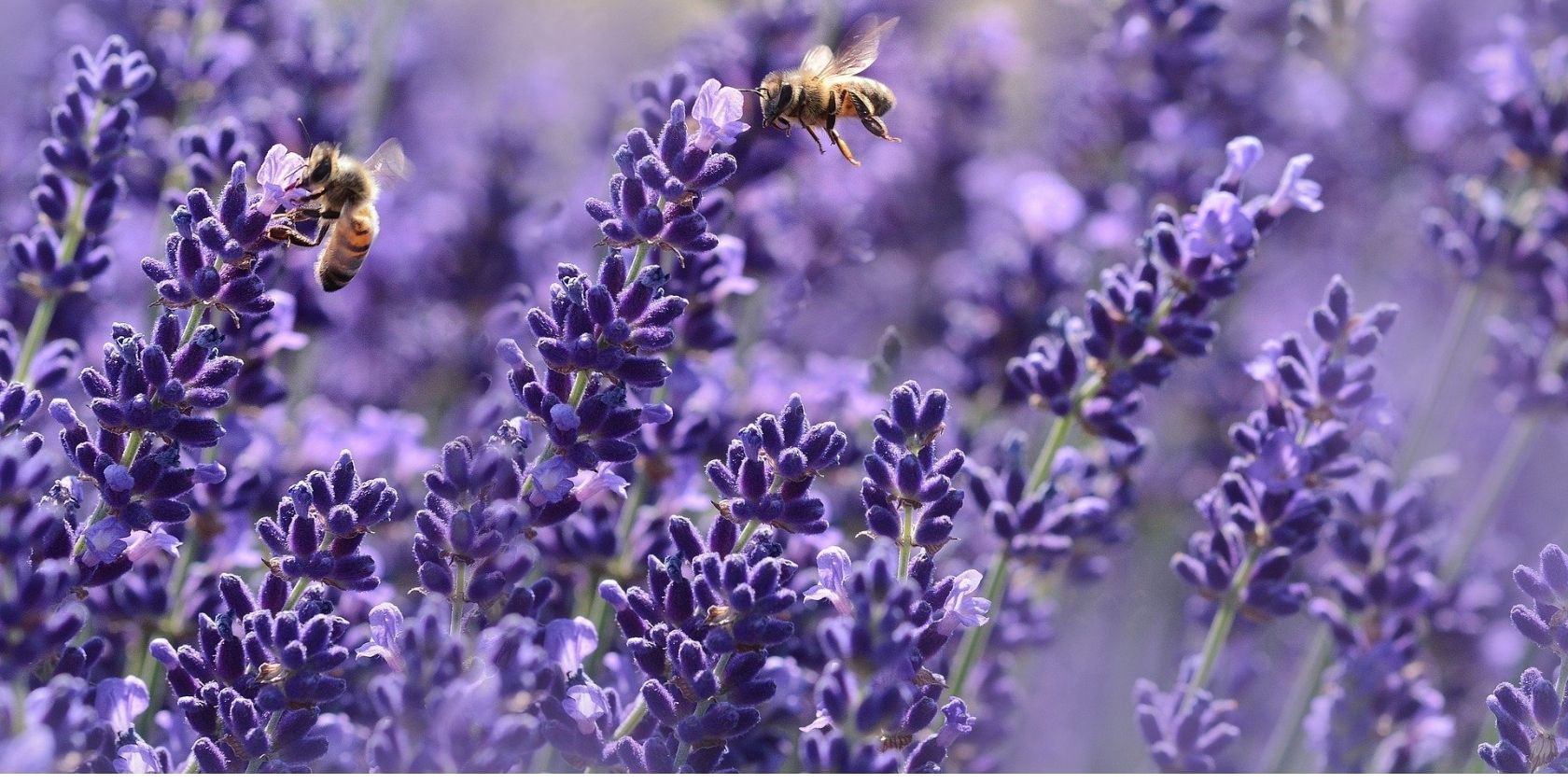 Image of lavenders with bees collecting pollen from them.
