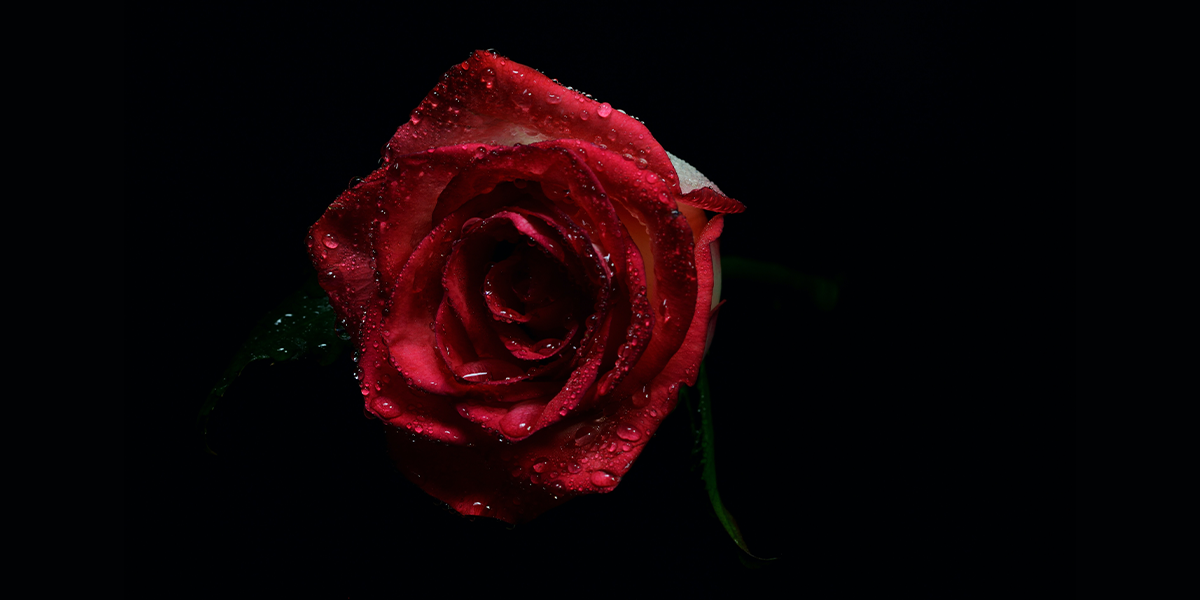 Rose with dark background