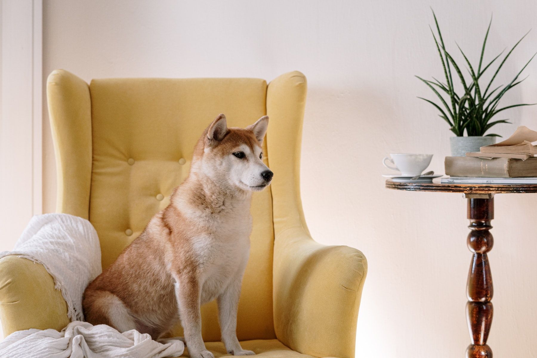 Shibe Inu dog sitting on a yellow armchair
