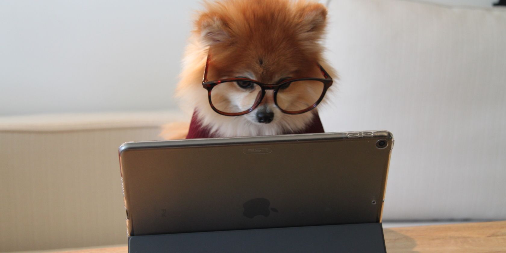 Fox looking at a laptop. 
