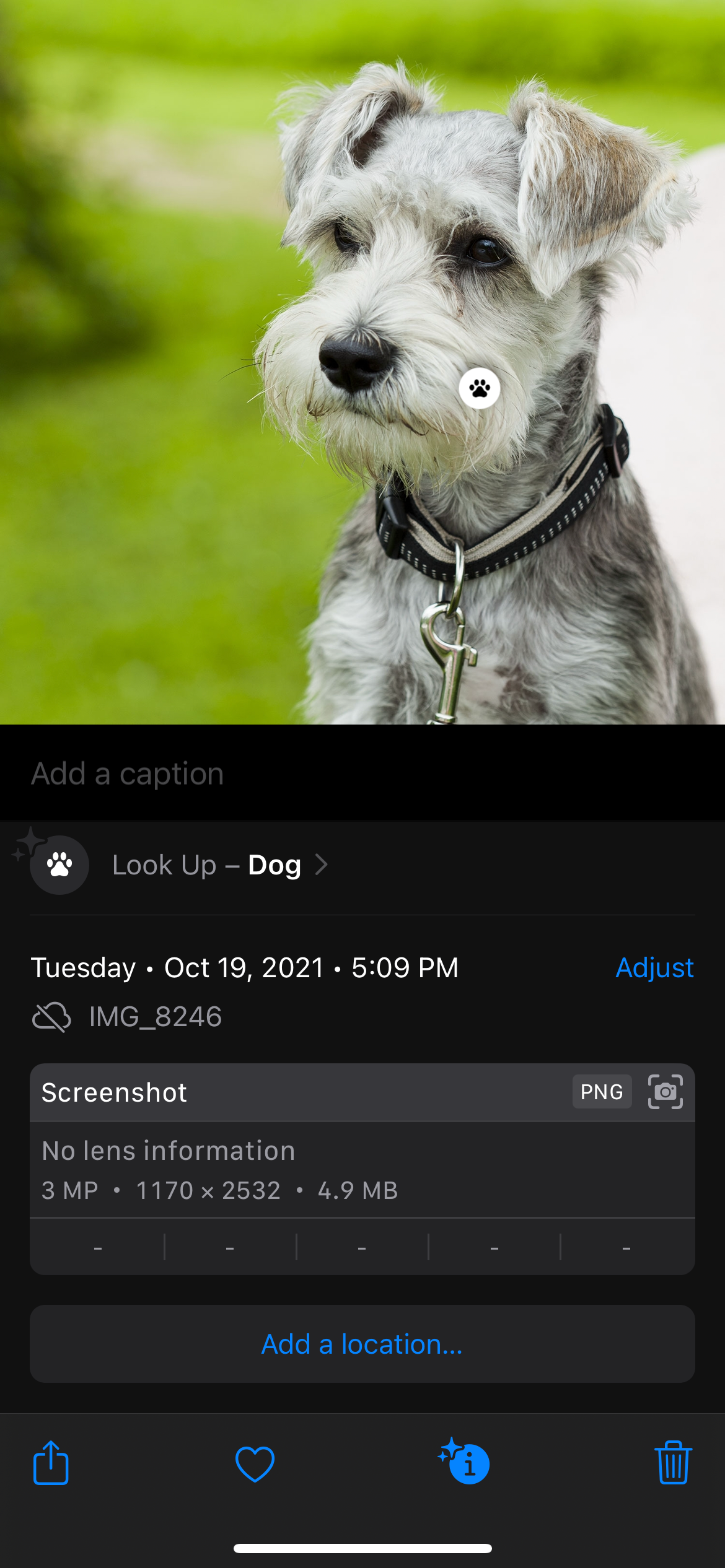 Visual Lookup with Pawprint Logo on a Photo of a Dog