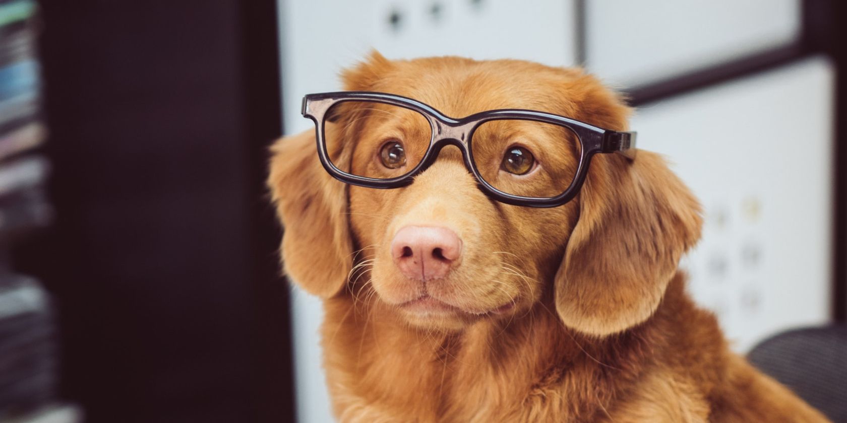 Brown Dog Wearing Reading Glasses