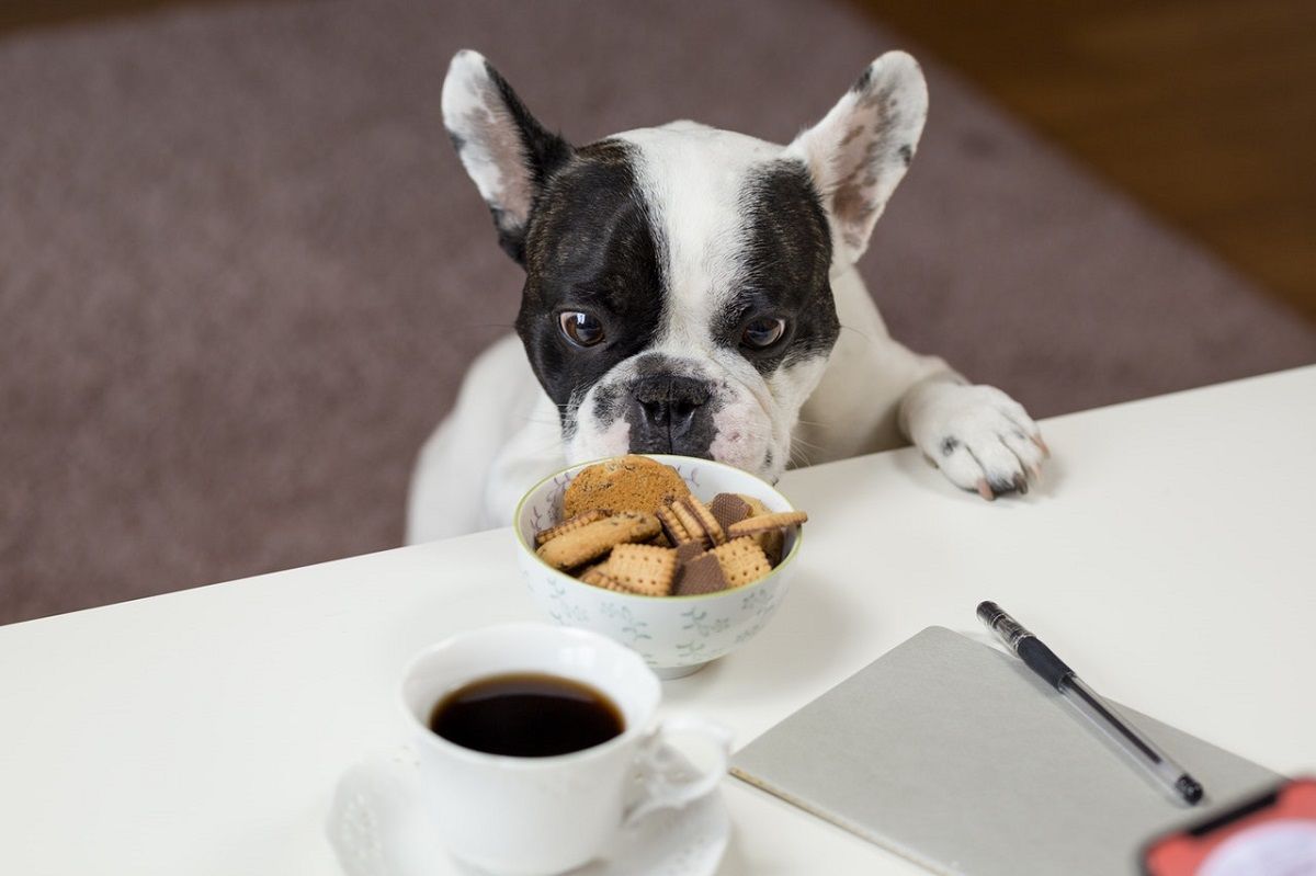 Photograph of Dog Staring At Treats on Table