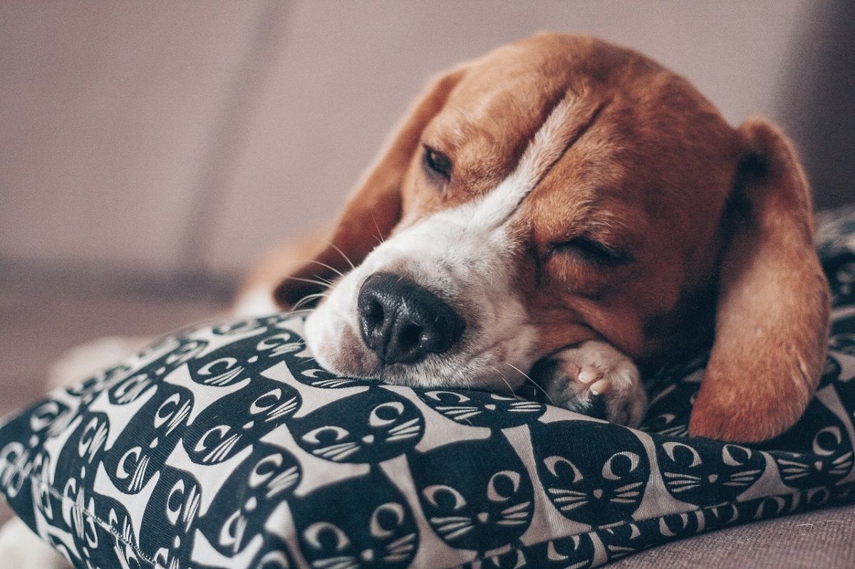 Photograph of Dog Sleeping on Dog Bed