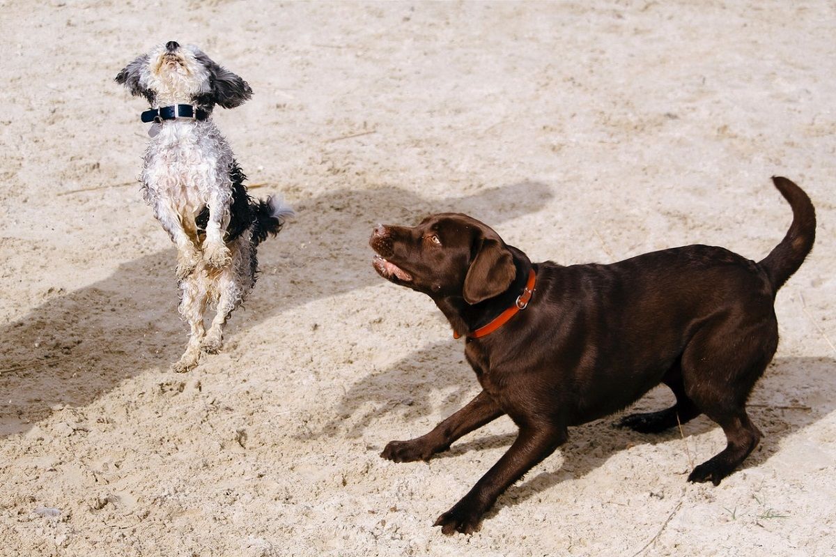 Photograph of Two Dogs Playing Outside