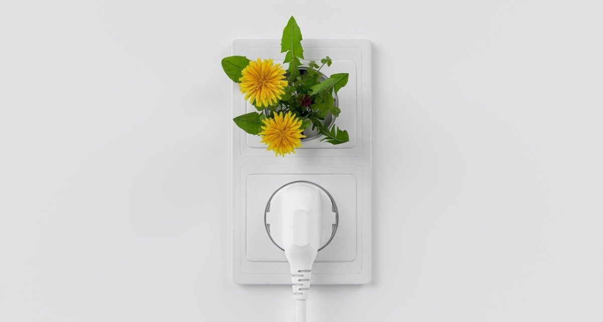 outlet with plants growing
