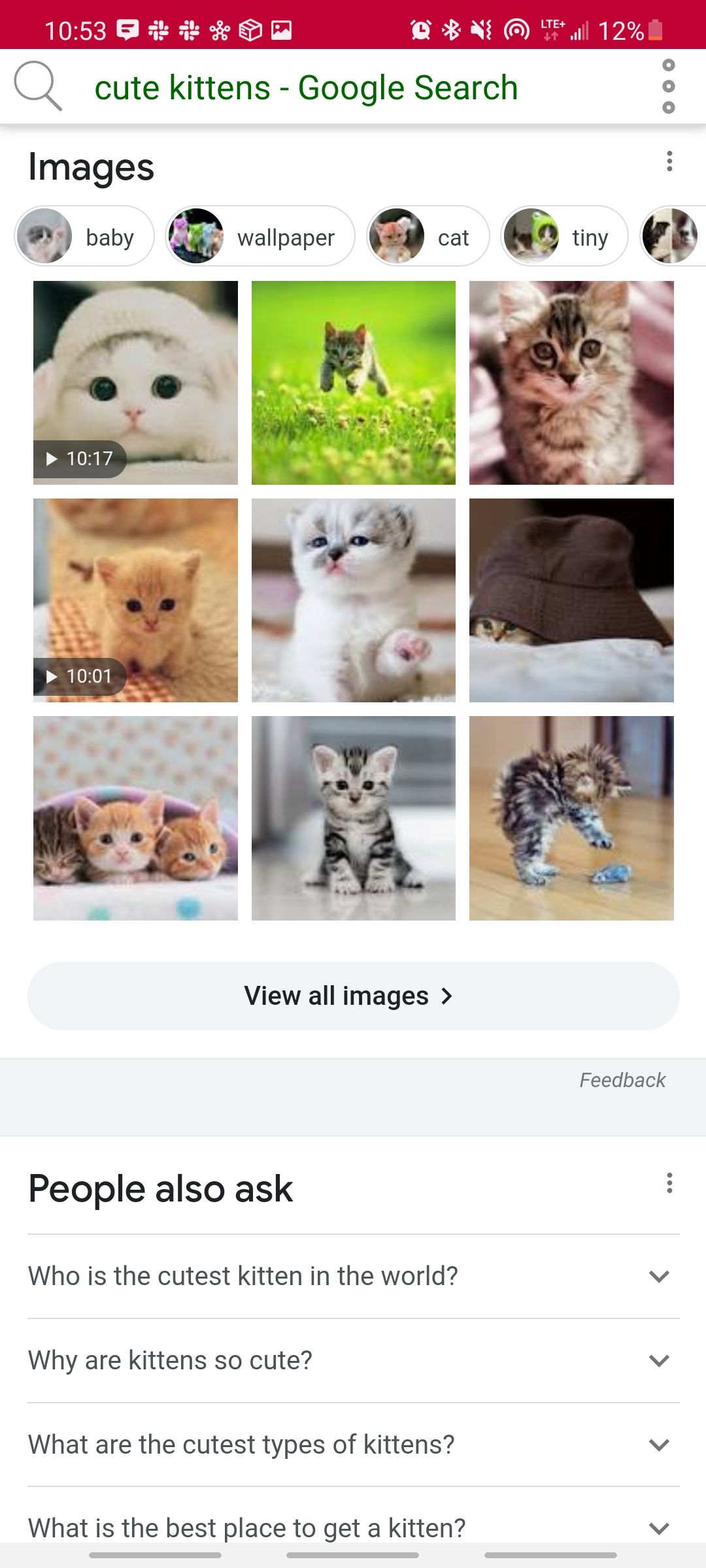 search it app showing images of cute kittens on google browser