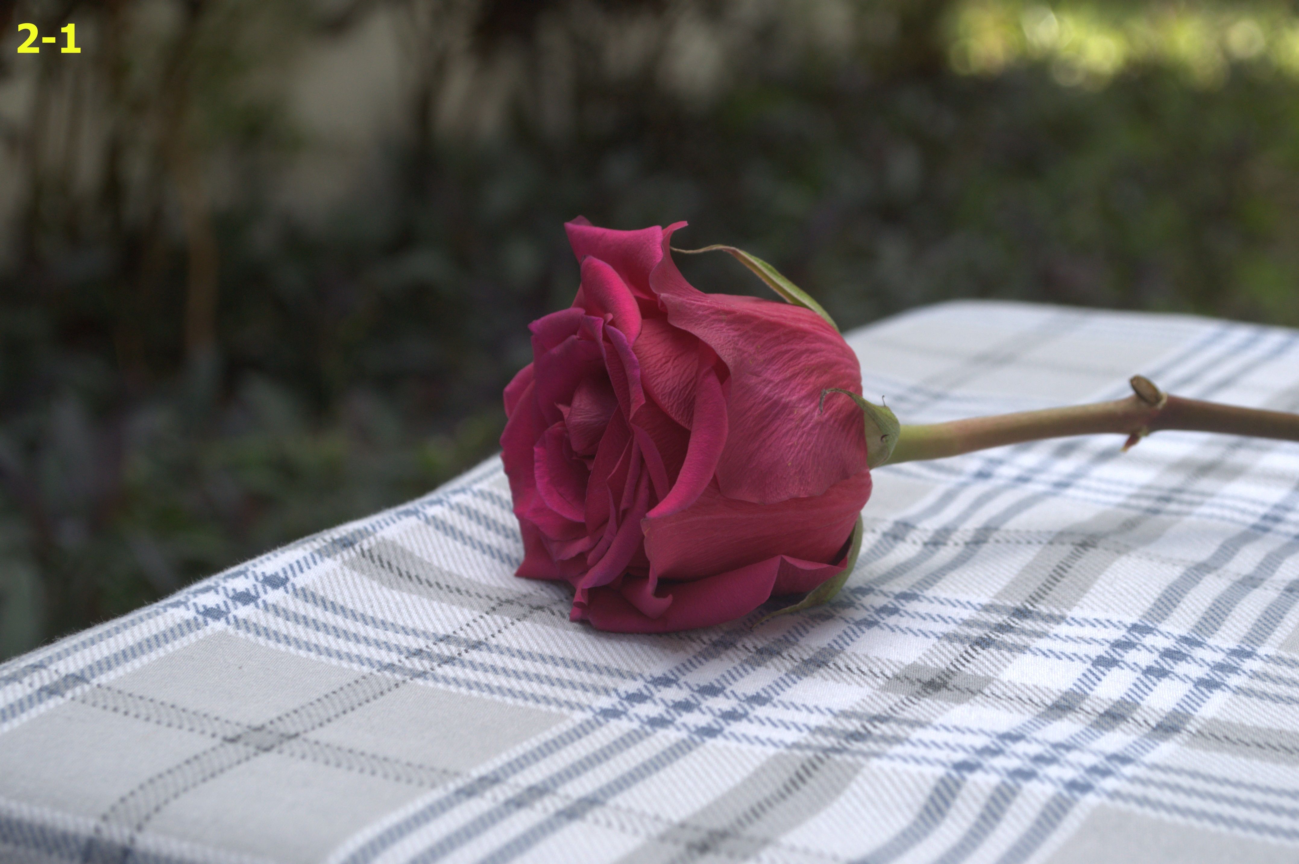 Red rose on table