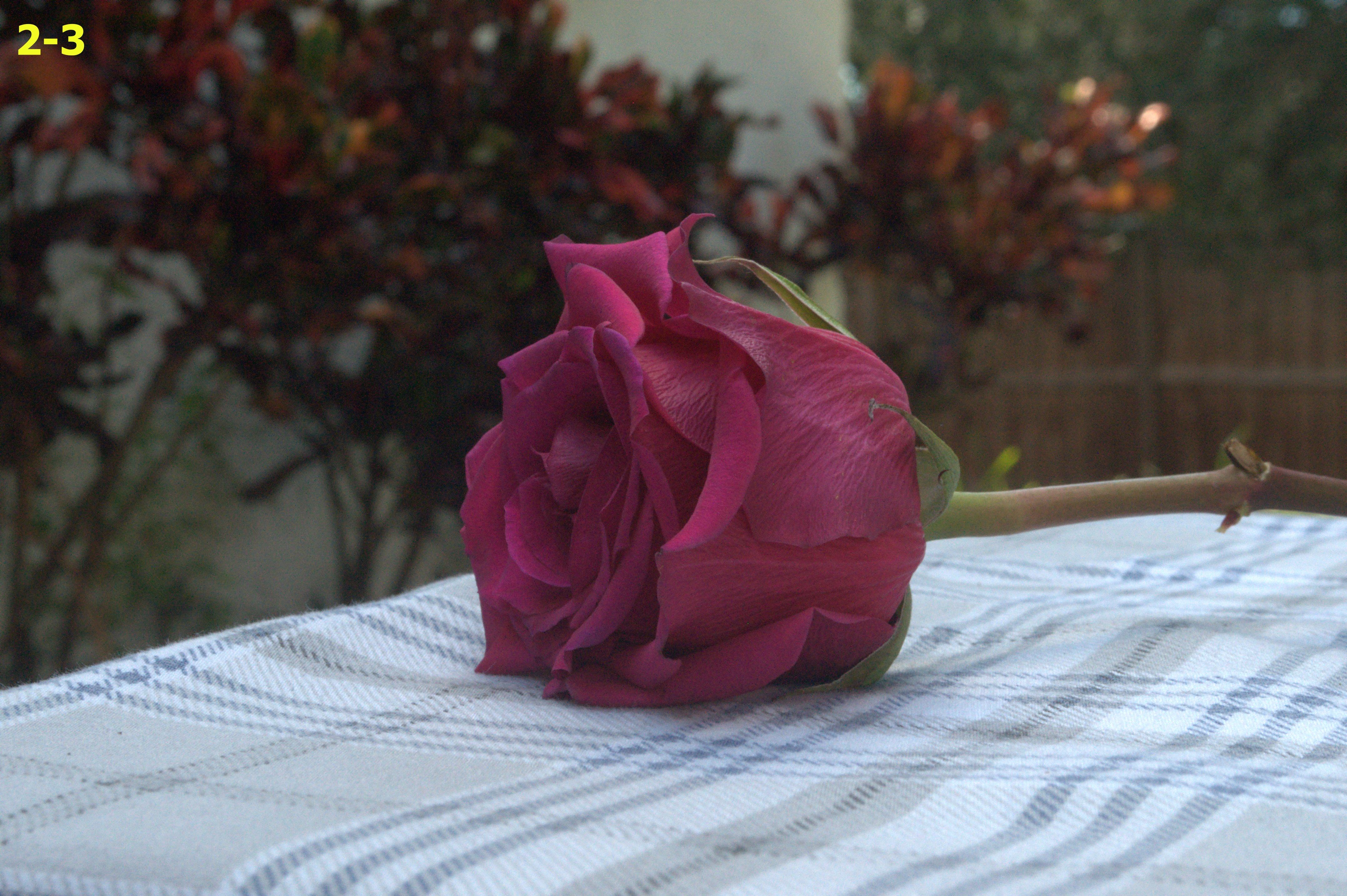 Red rose on table