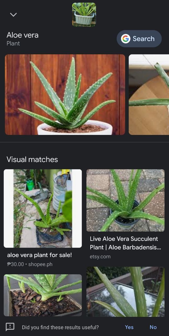 Google Lens Plant Identifier