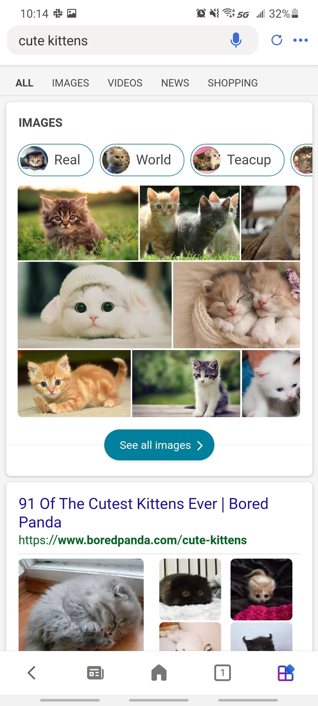 bing search for cute kittens