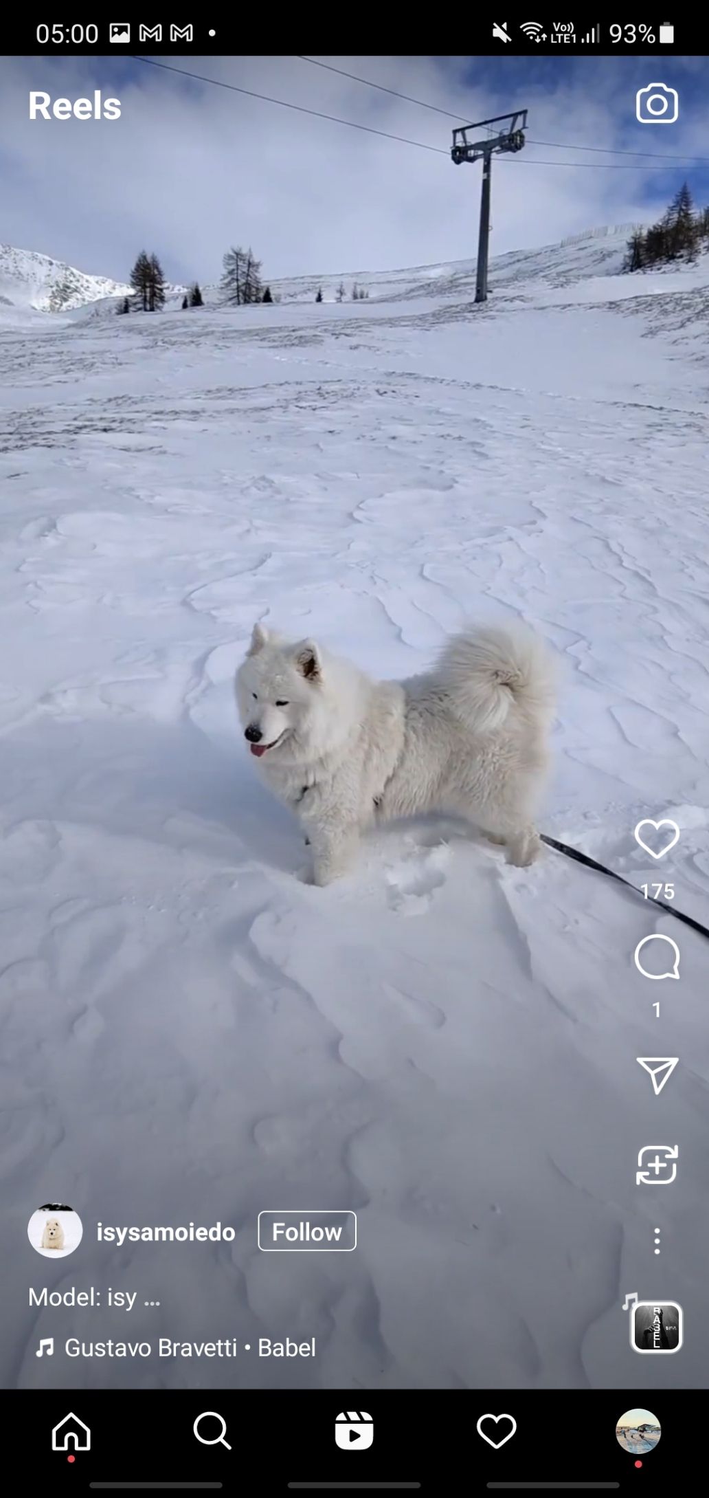 Instagram Reels Screenshot of a dog video