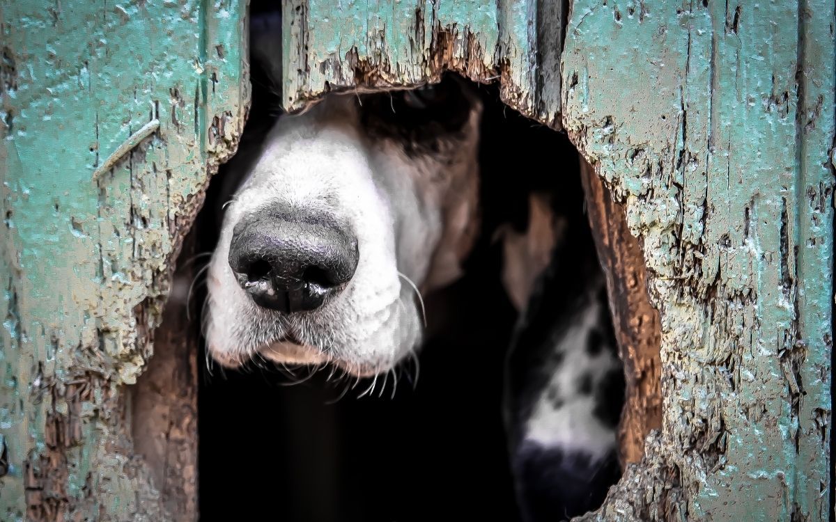 dog peeking  through a fence