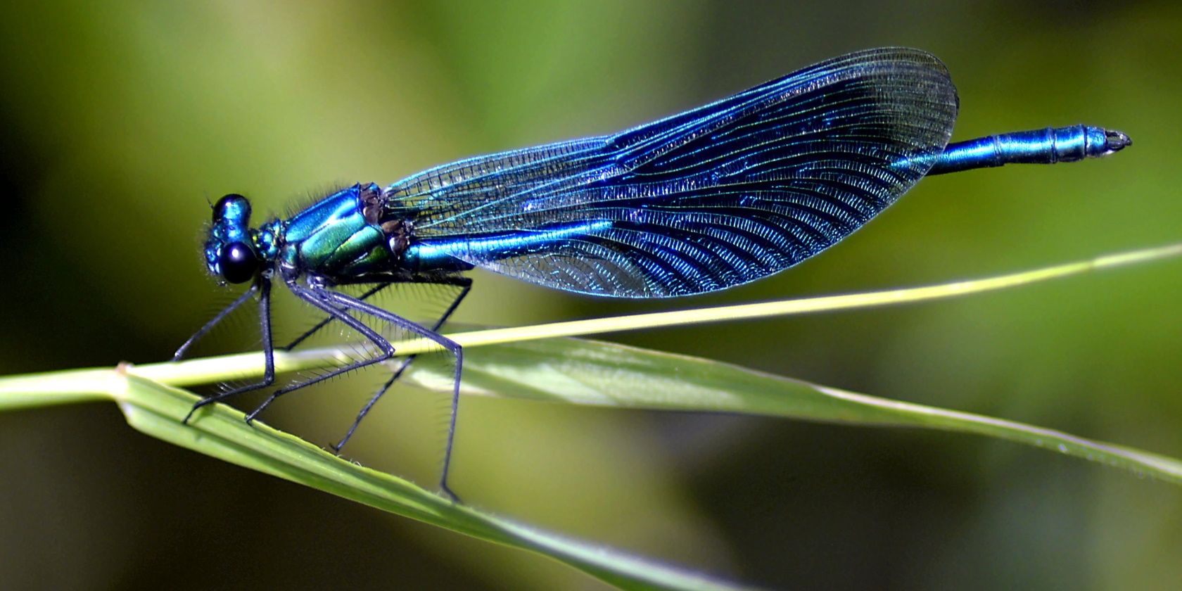 dragonfly-on-leaf