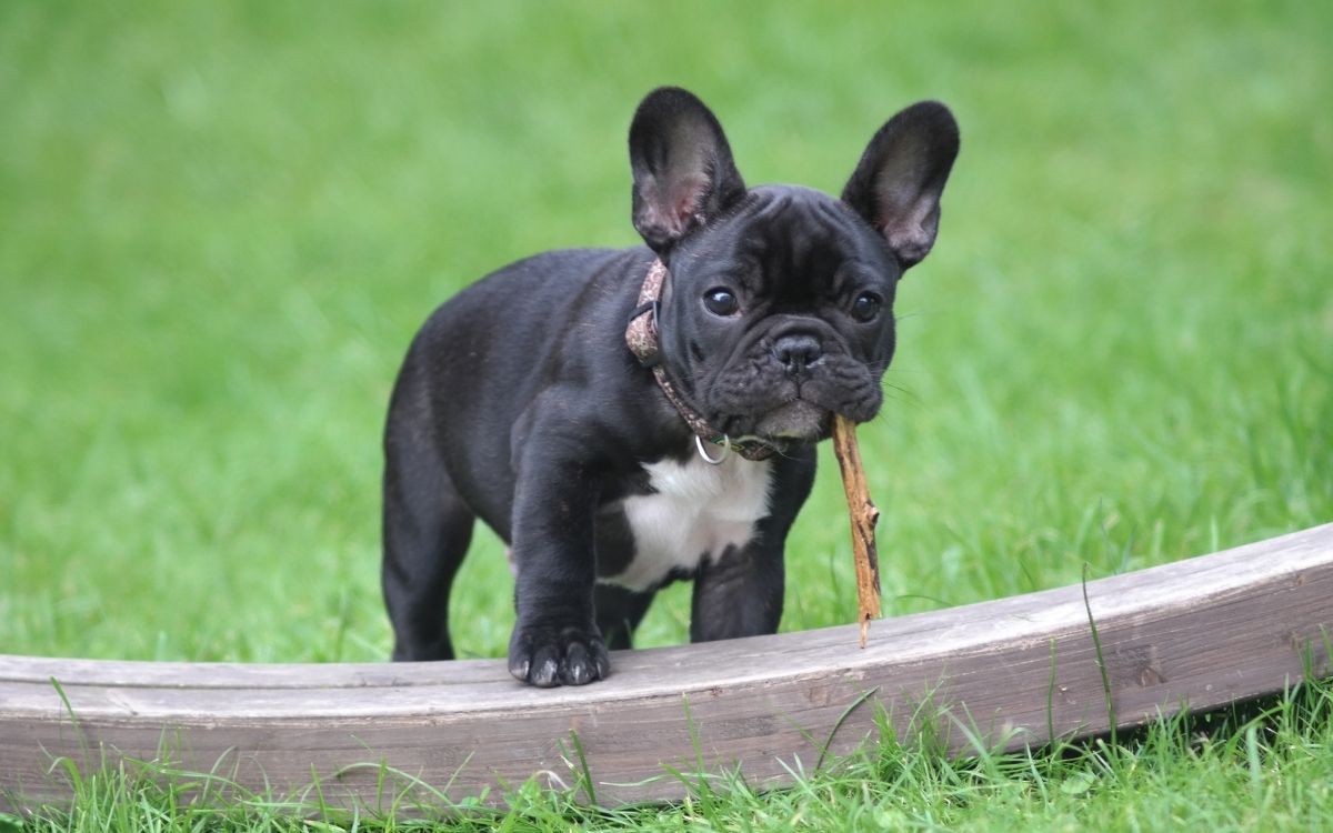 french bulldog puppy on grass