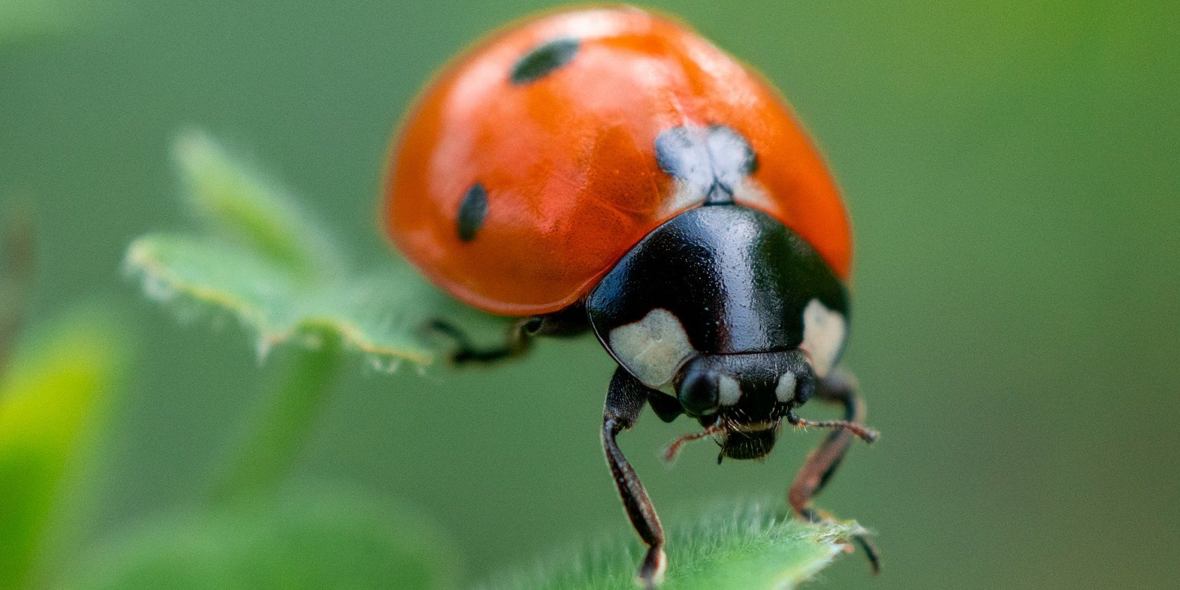 How to Get Started With Macro Photography: A Beginner's Guide