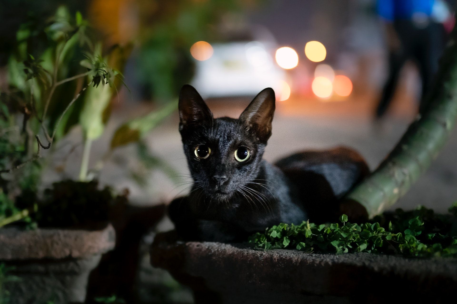 Black cat along a city street at night