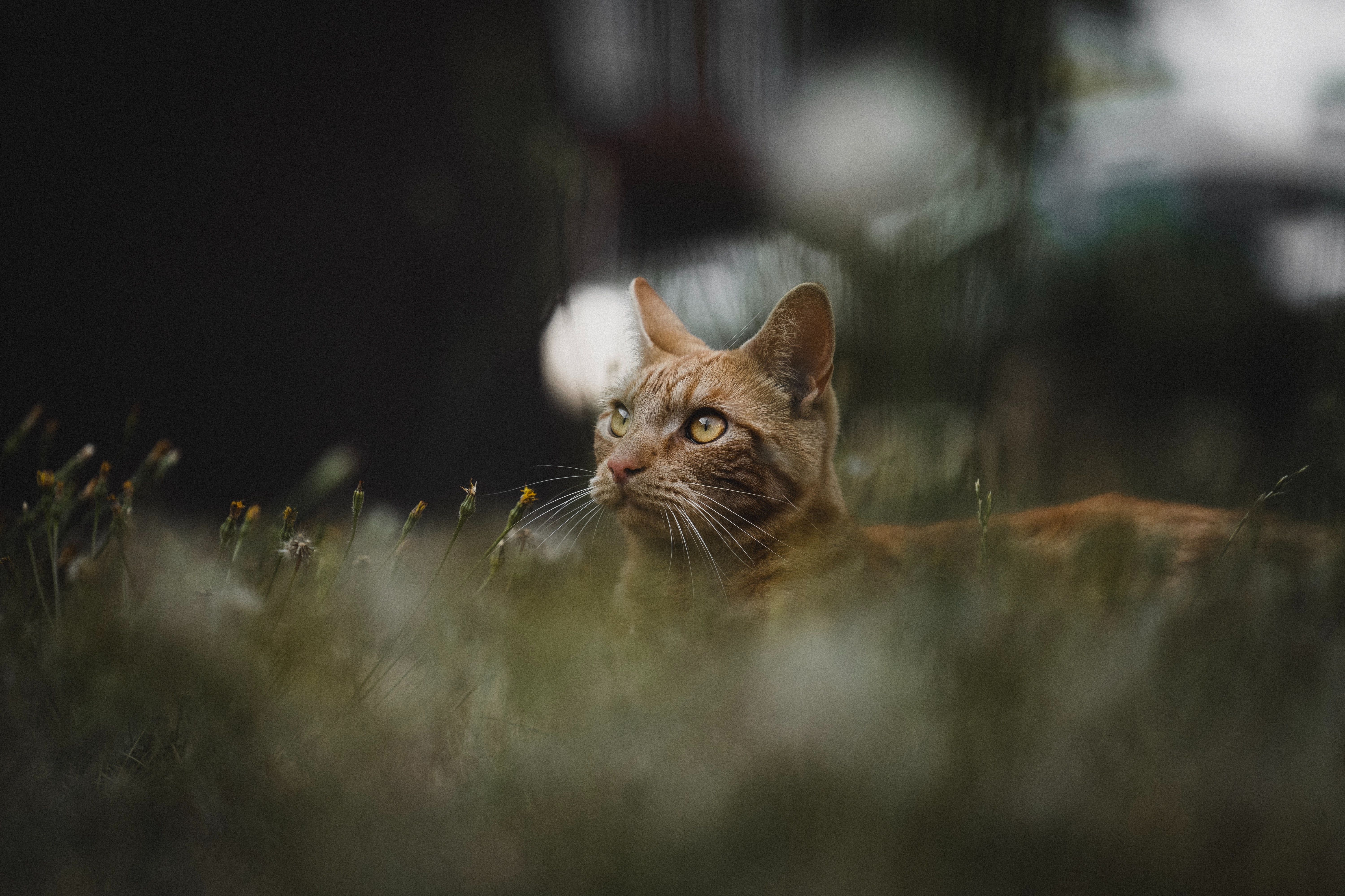A photo of a cat sitting in the grass.