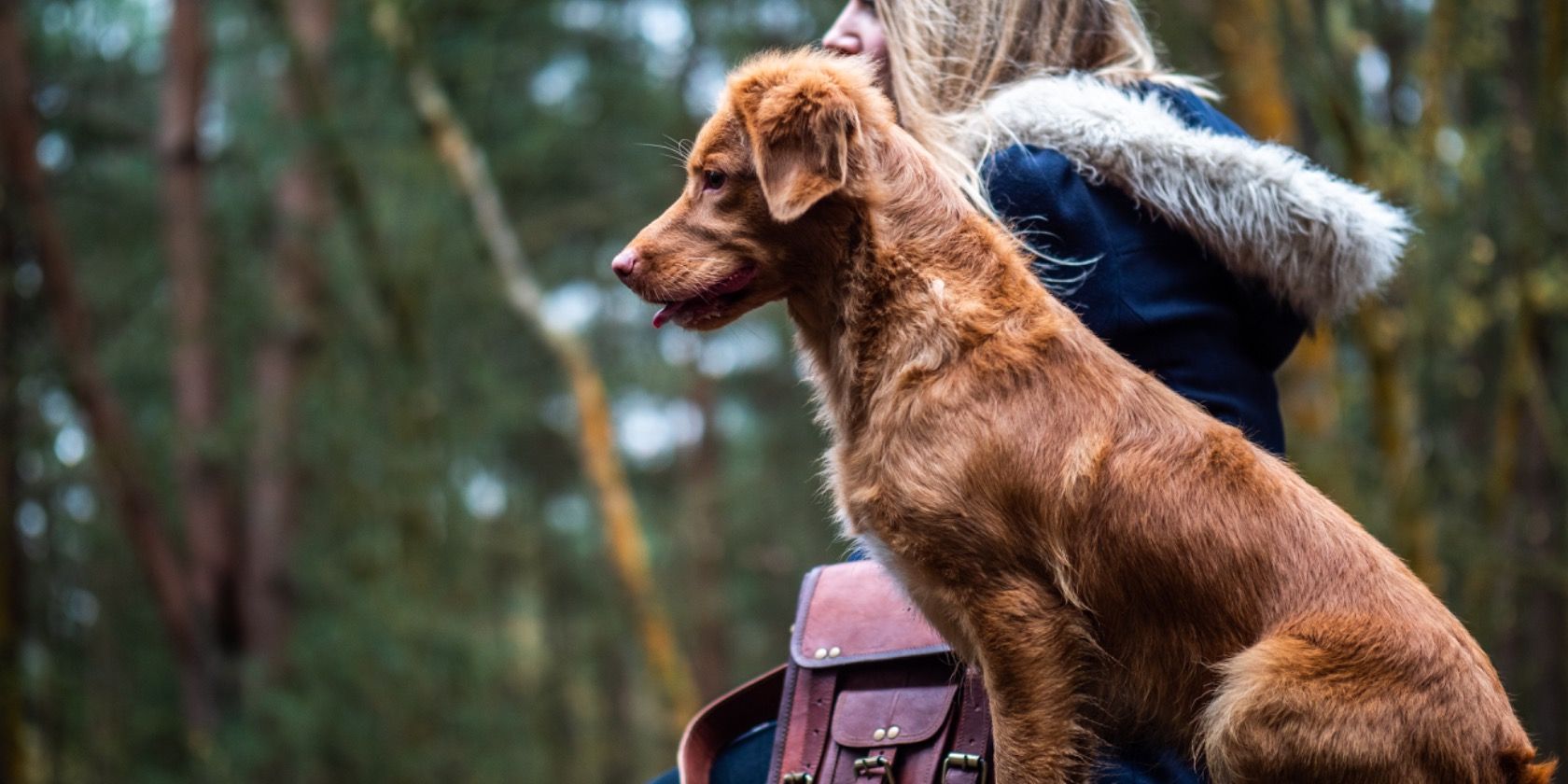4 Online Platforms for Pet Owners to Find Professional Sitters