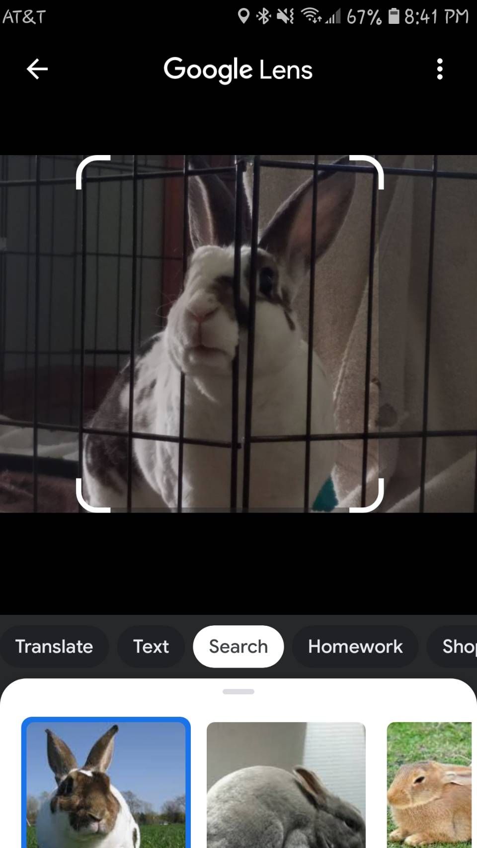 Google Lens animal identification