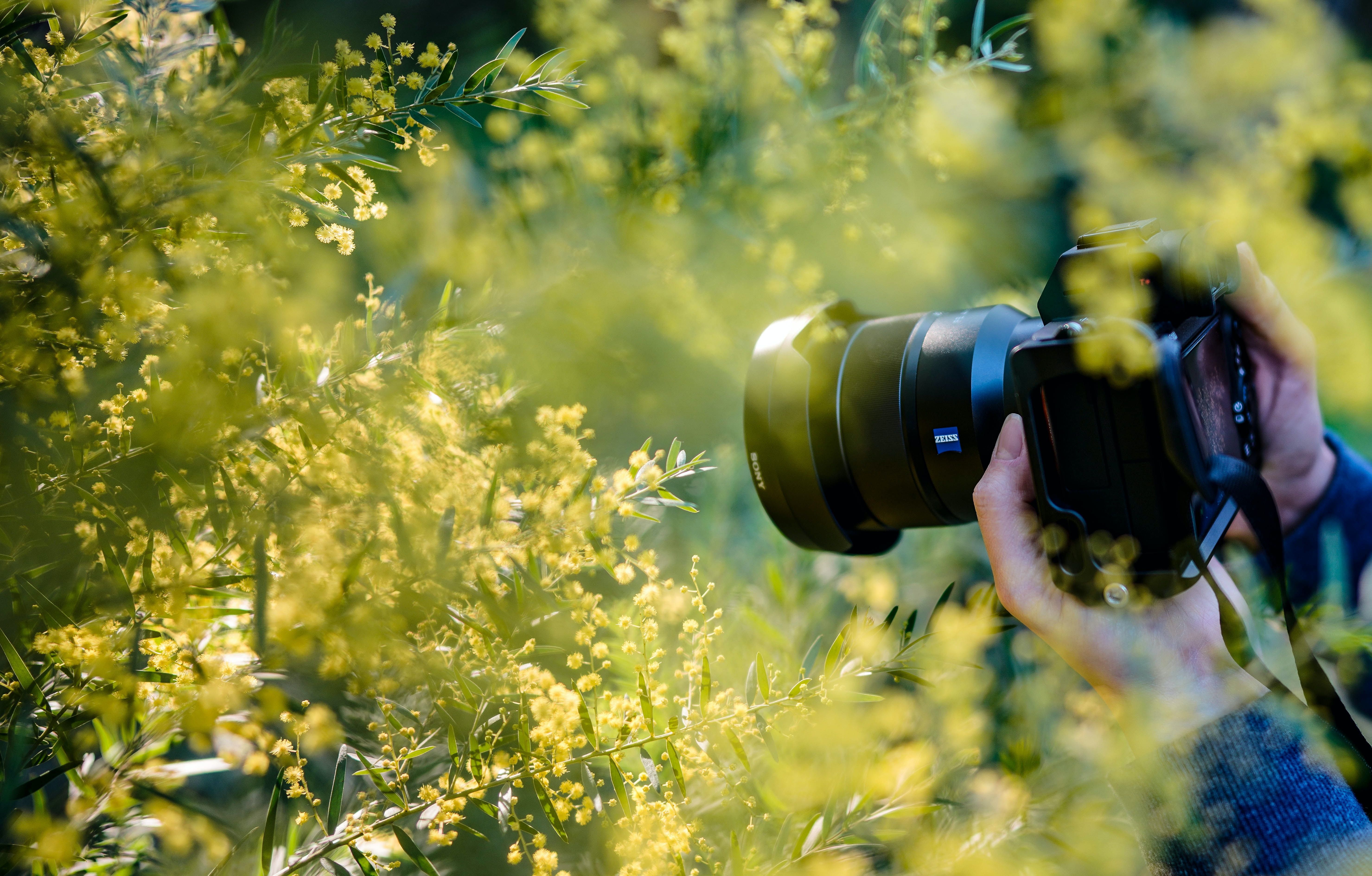 A person taking a photo of some greenery.