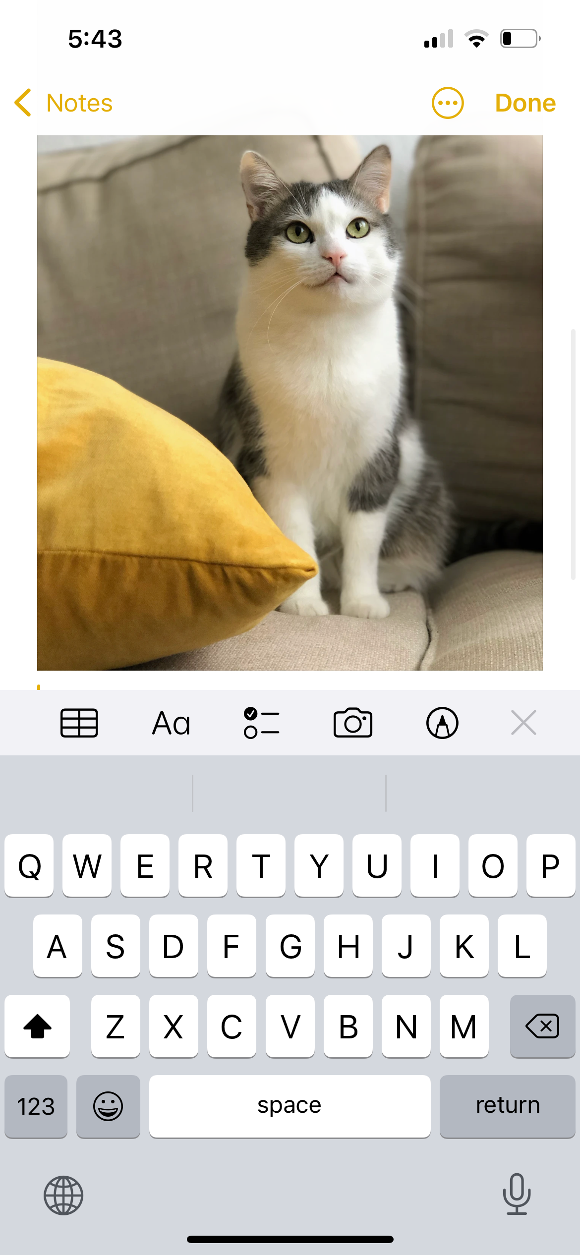 photo of cat on sofa in notes app