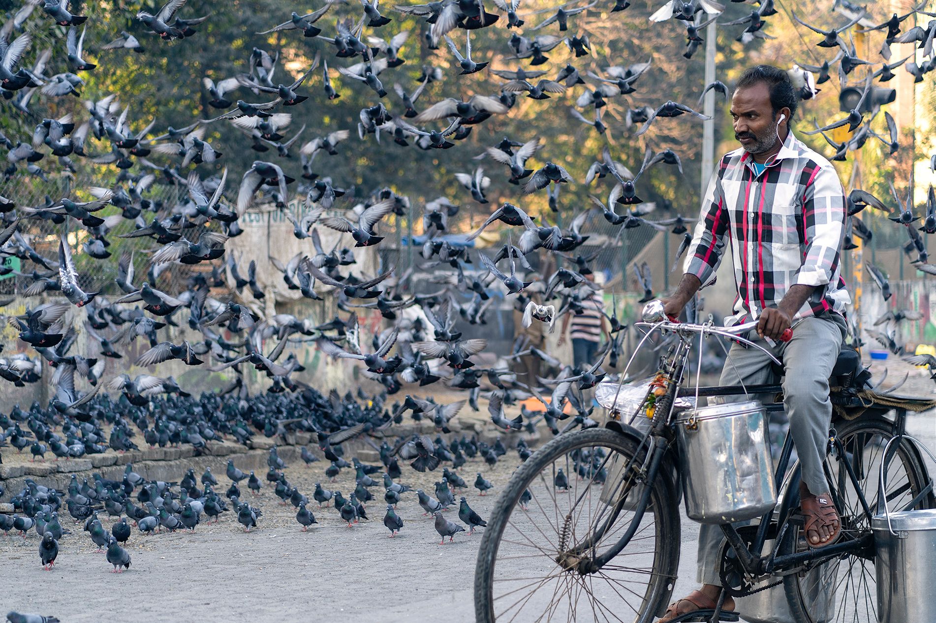Bicyclist riding next to flock of pigeons