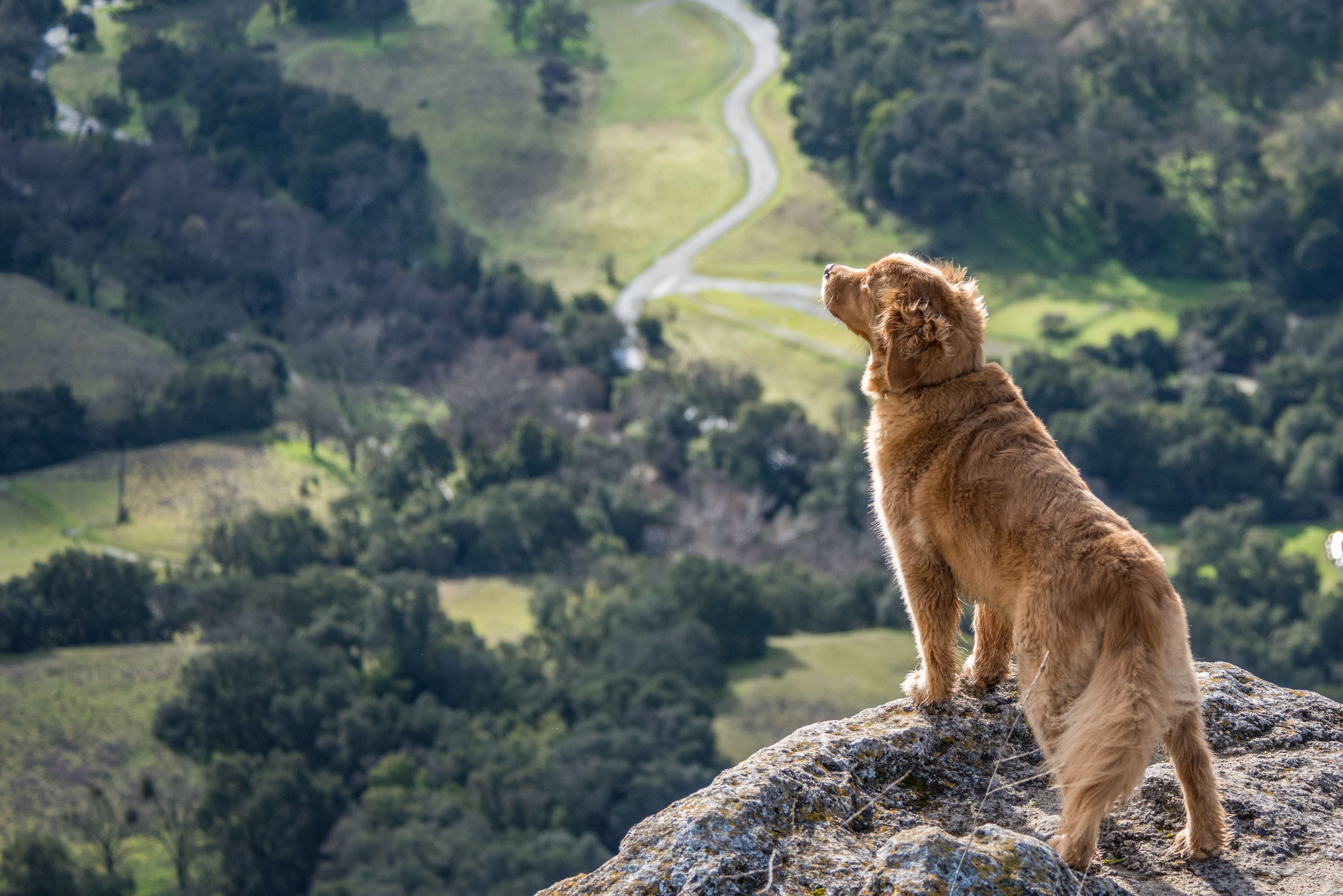 A photo of a dog overlooking a wooded area.