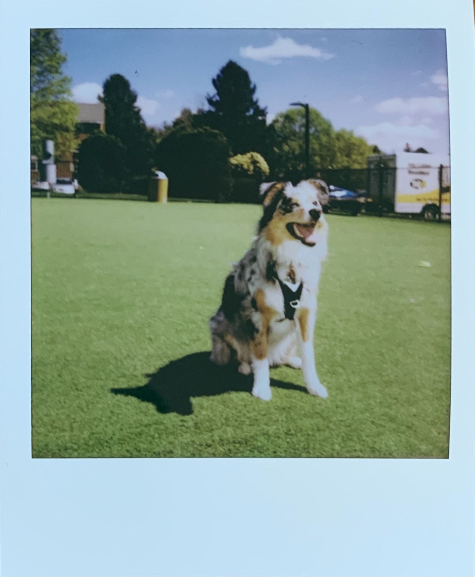 polaroid of dog on grass in sunlight