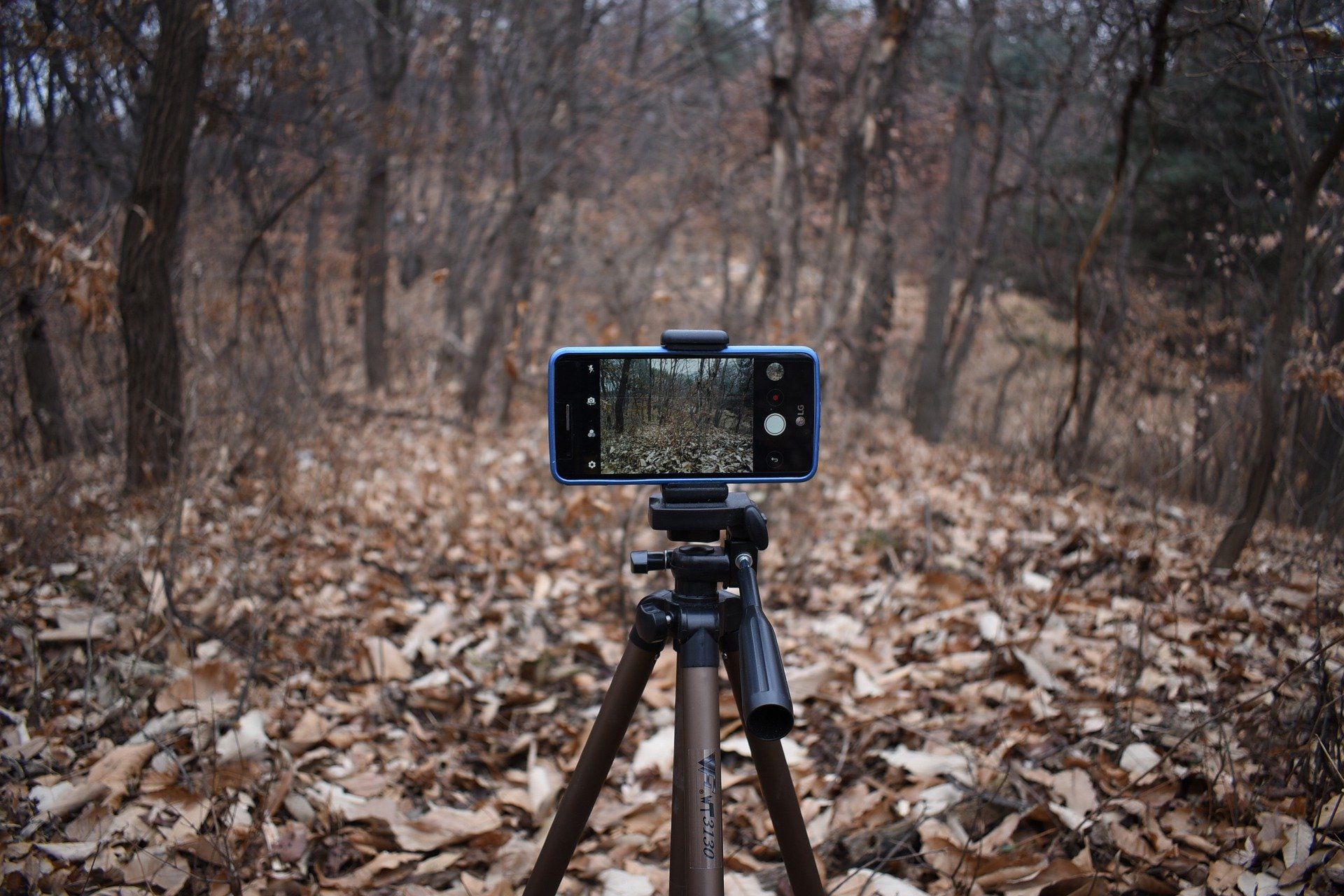 Smartphone on Tripod Recording in Woods