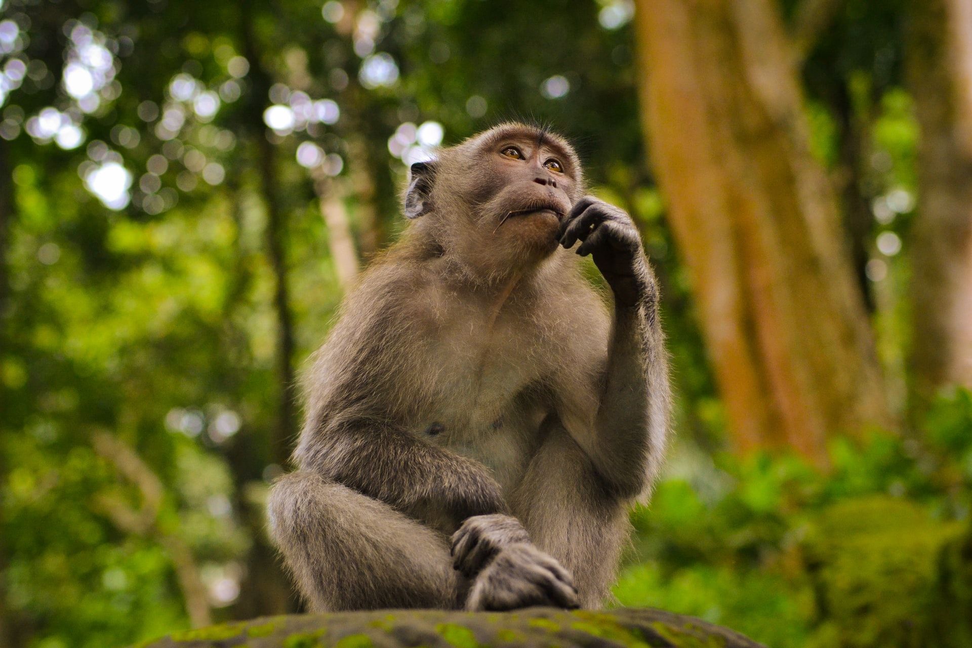Shot of a monkey lost in thought