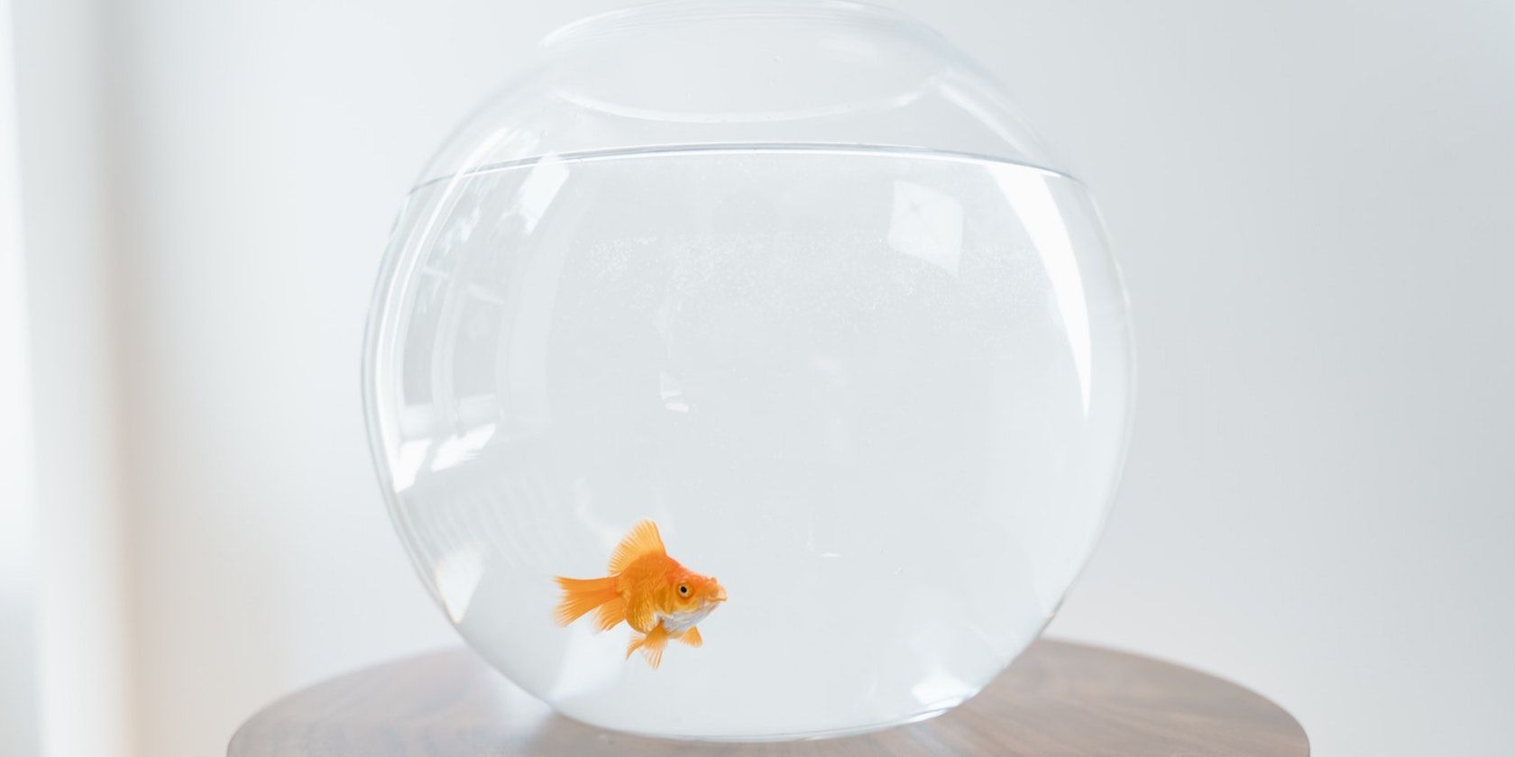A goldfish inside a small bowl fish tank
