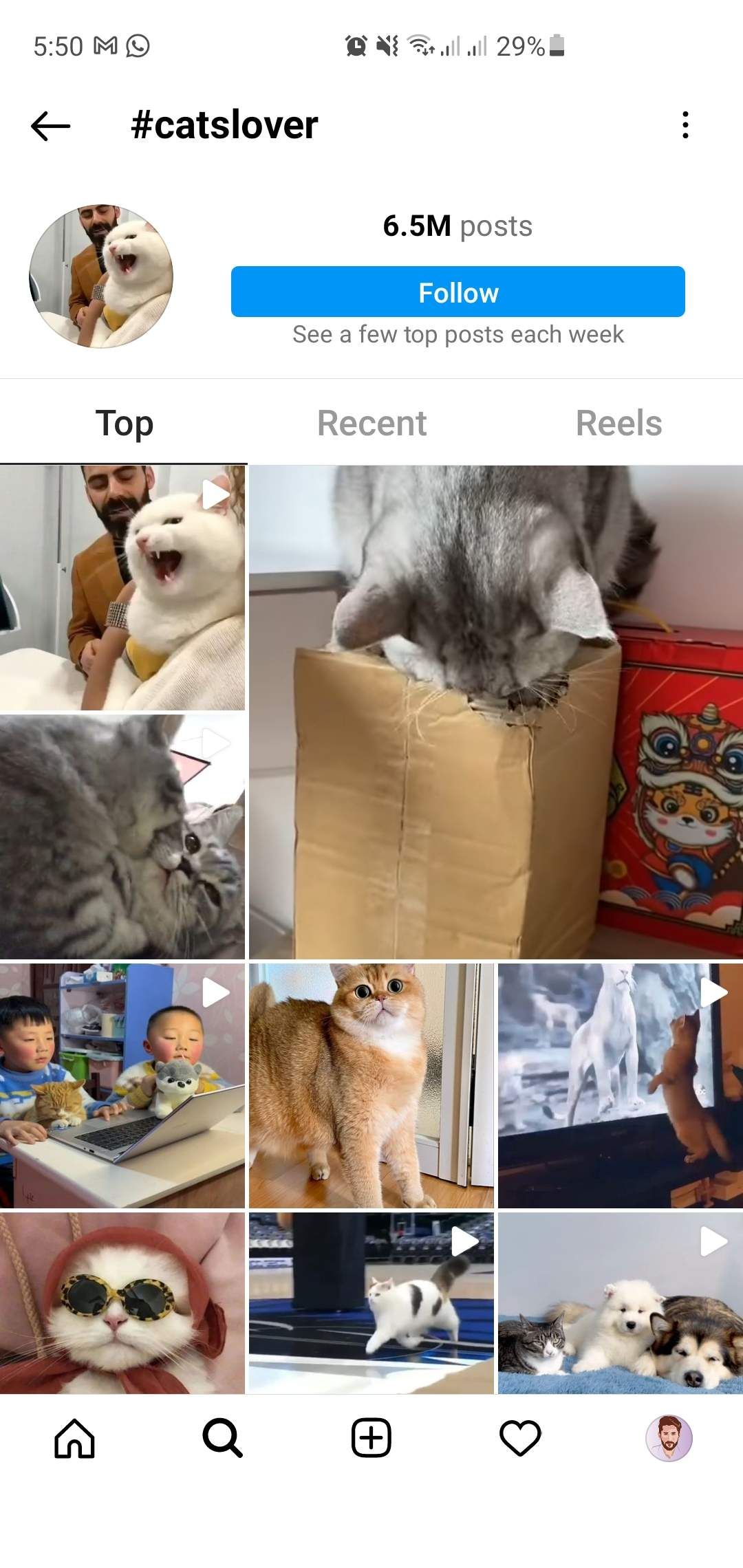 Instagram-Hashtag-Katzen