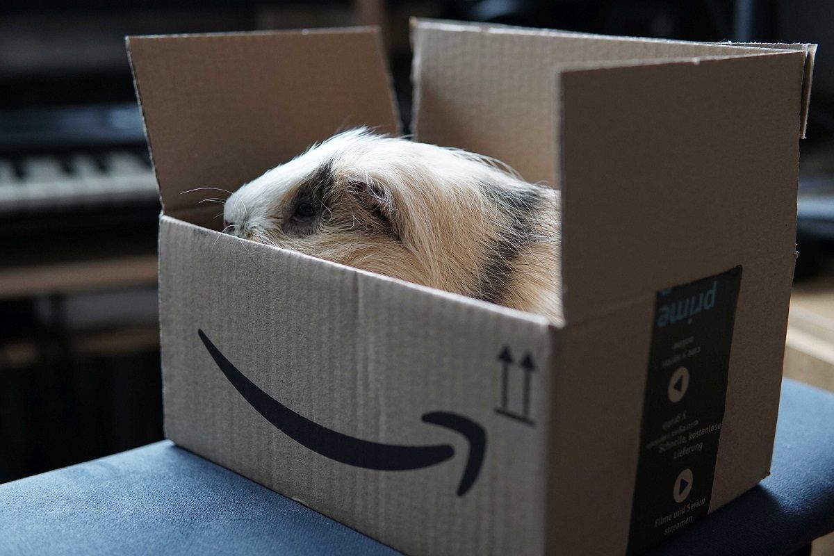 amazon delivery box with guinea pig inside