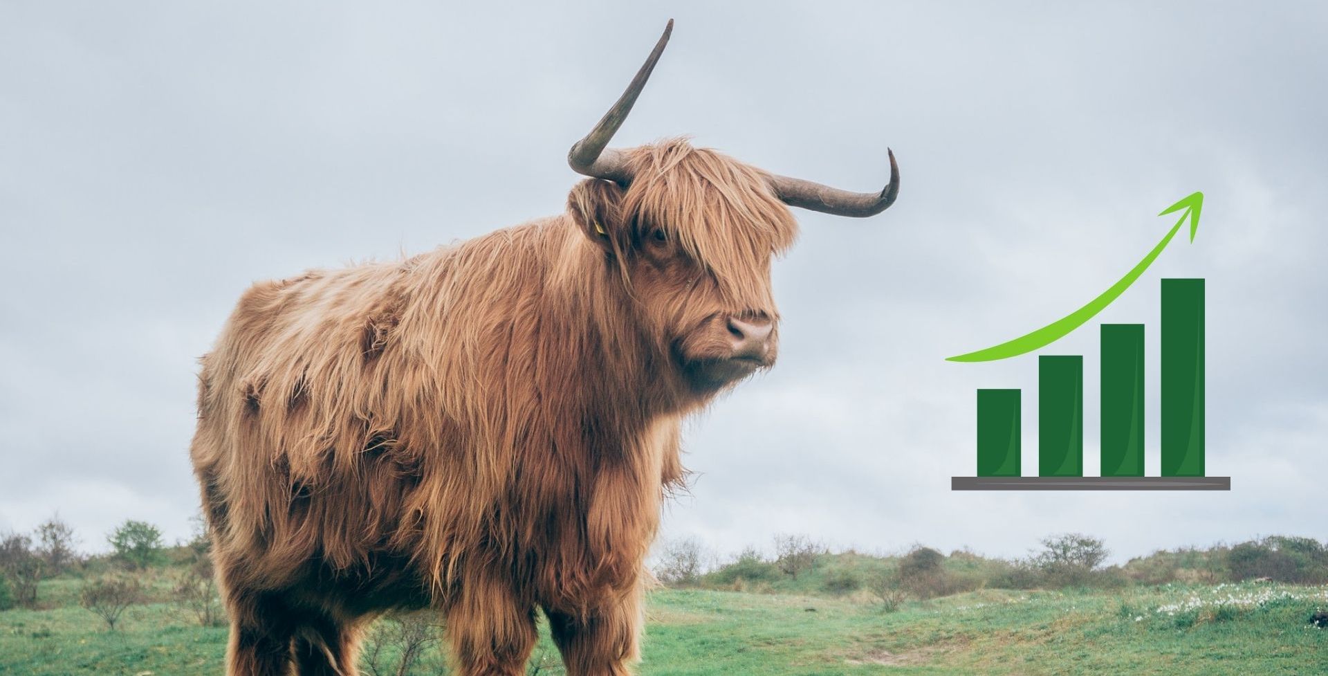 picture of bull next to green price increase graph
