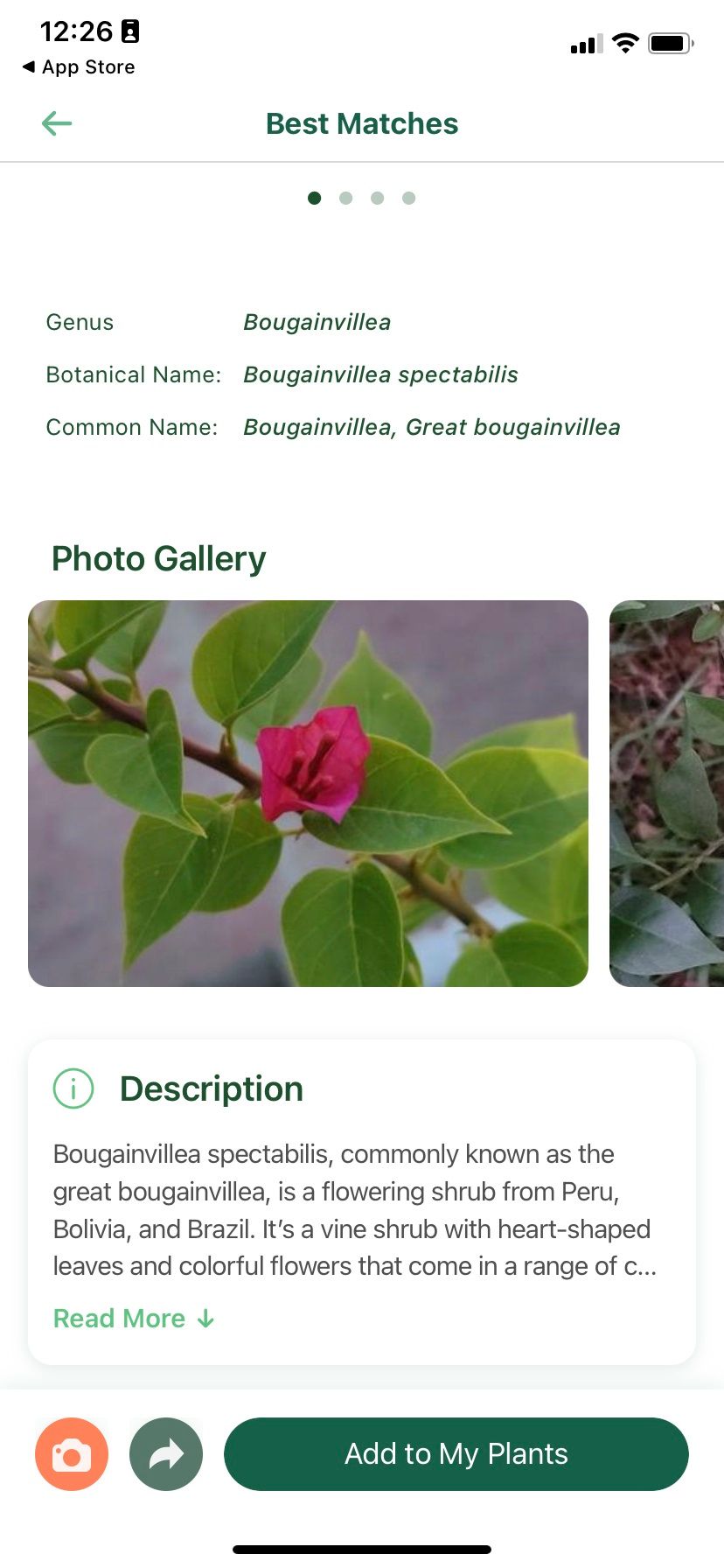 Bougainvillea flower ID in Nature ID app