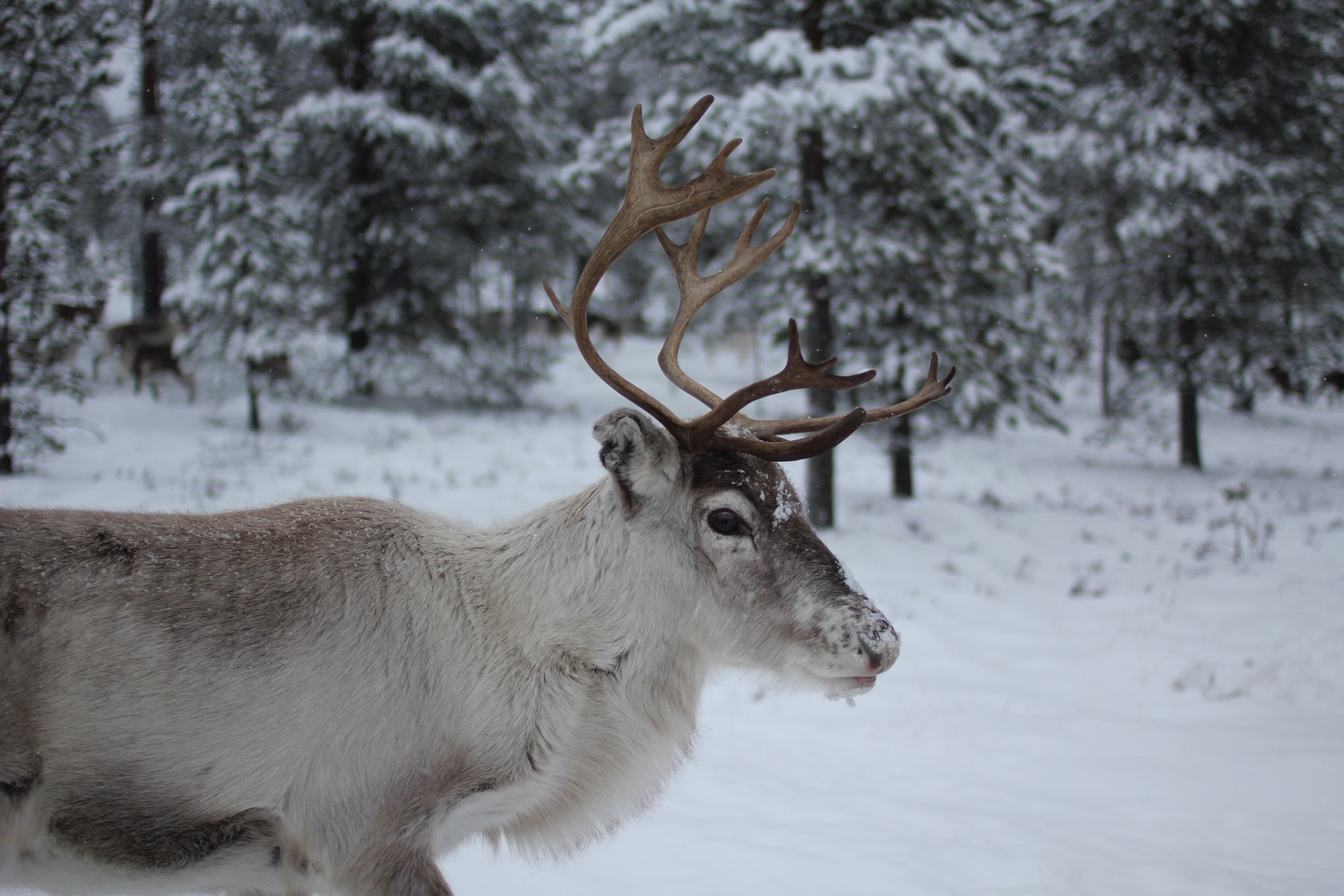 Photo of a reindeer in a forest 